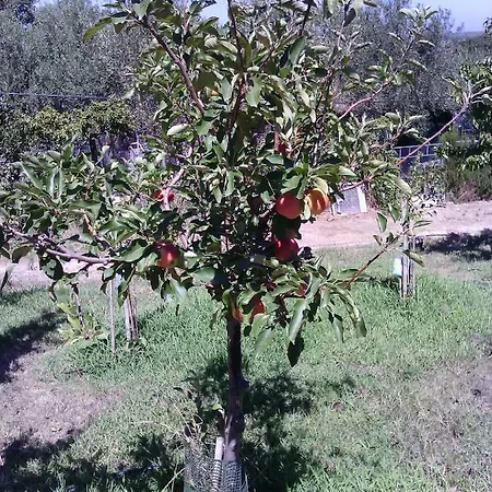 Le Palme Апартаменты *