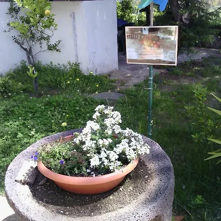 Le Palme Синискола